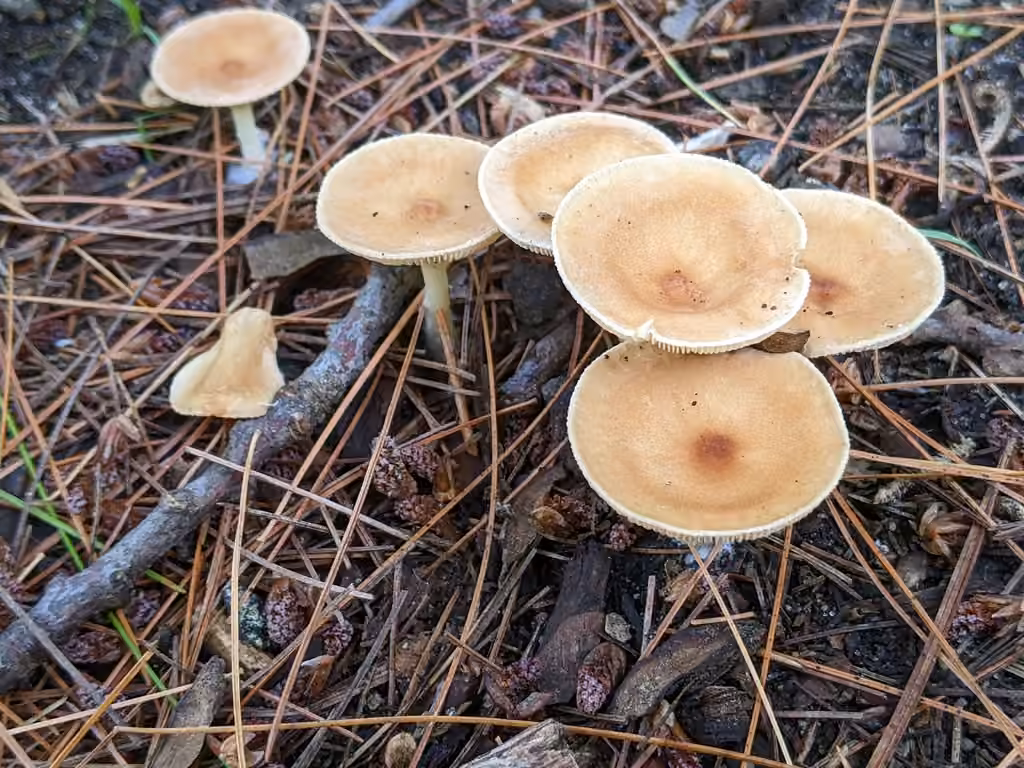 Clitocybe en entonnoir, photo 2 sur 5