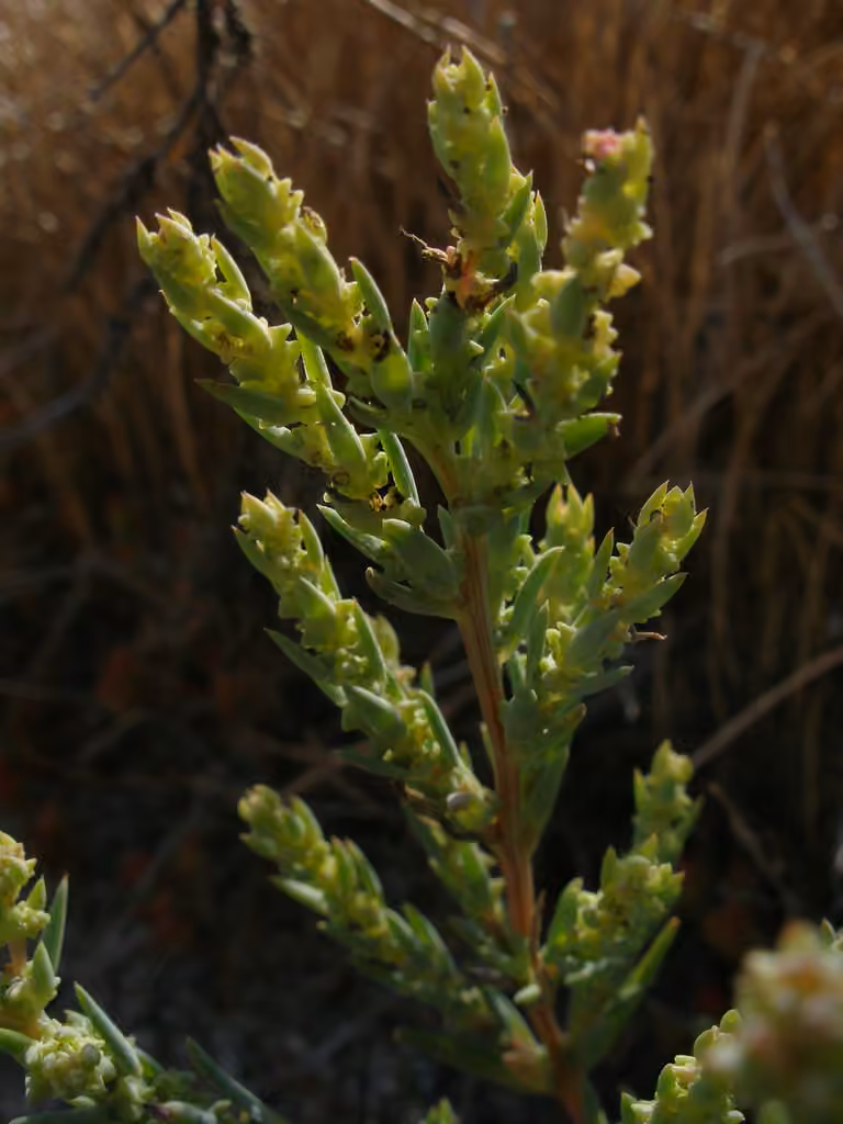 Pursh seepweed, photo 3 of 5