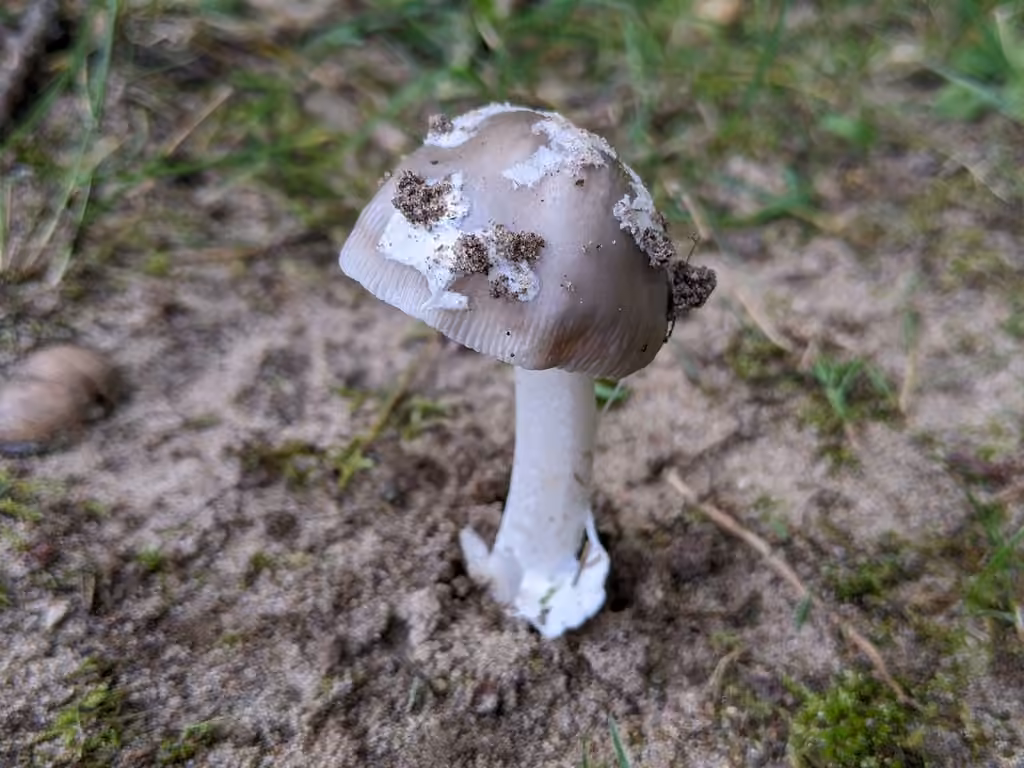 Amanite confondante, photo 1 of 5