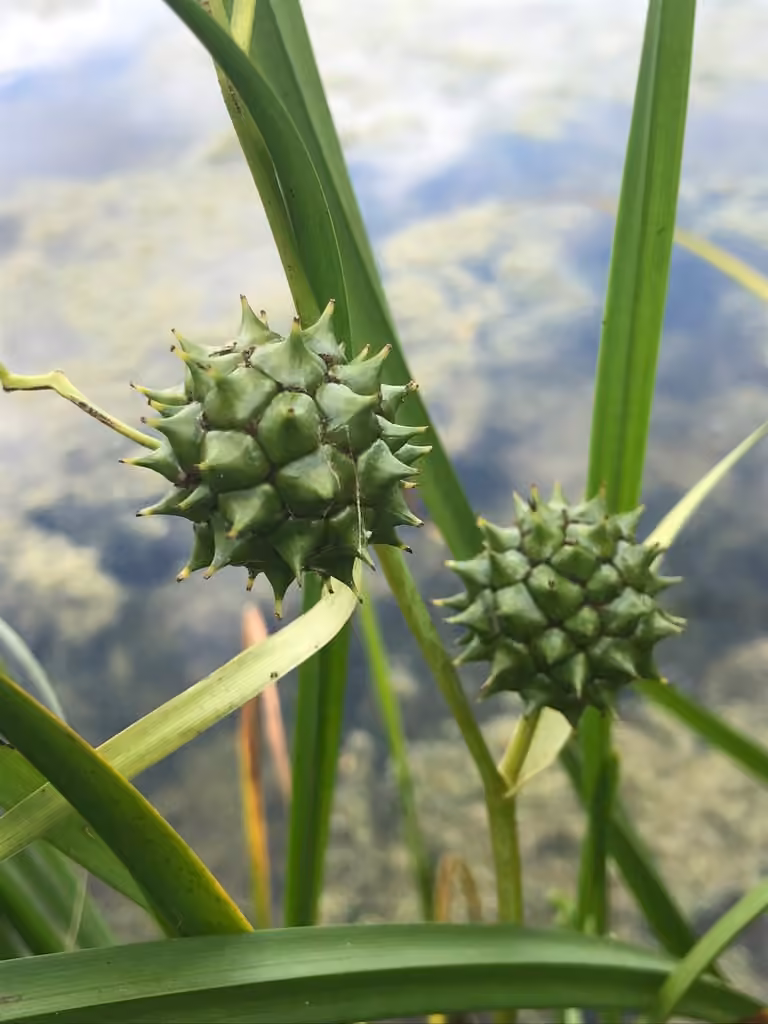 Rubanier à gros fruits