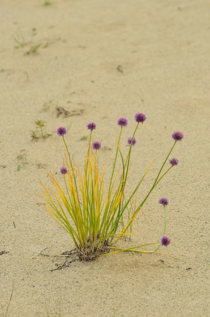 Ciboulette commune, En fleurs