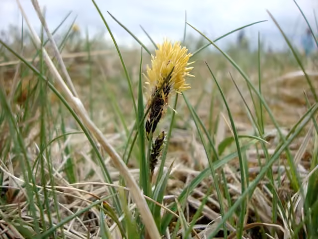 Bigelow's sedge, In flower