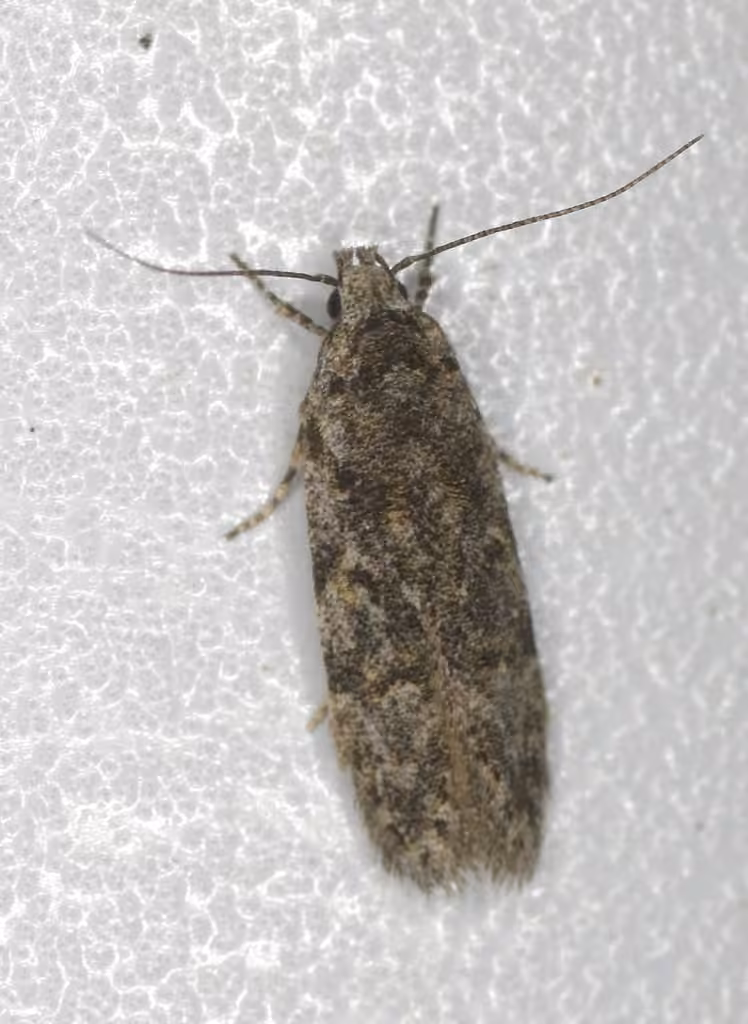 Xenolechia ontariensis, Adult