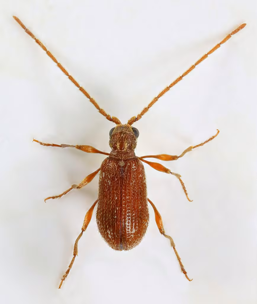 Ptine bigarré