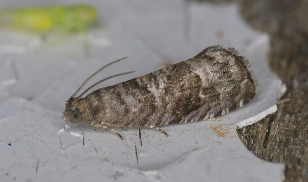 Cherry Fruitworm Moth, Adulte
