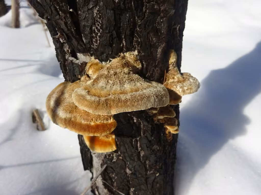 Polypore roux, photo 1 sur 5