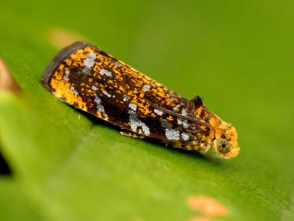 Olethreutes auricapitana, Adult