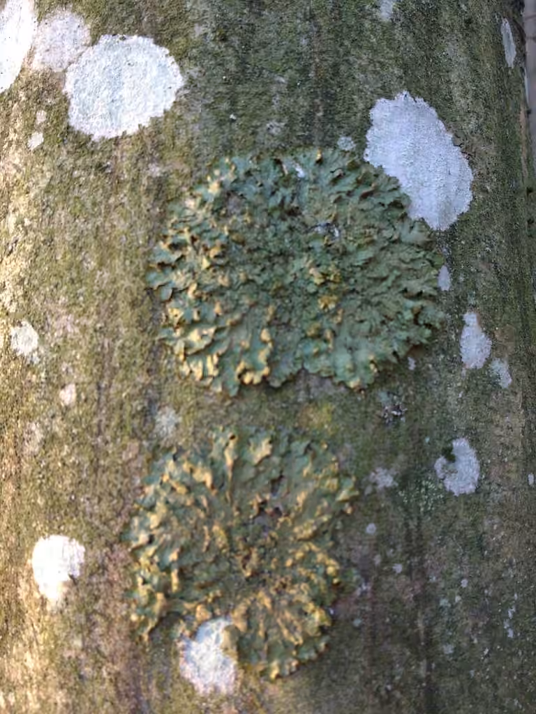 Polished Camouflage Lichen, photo 3 of 5