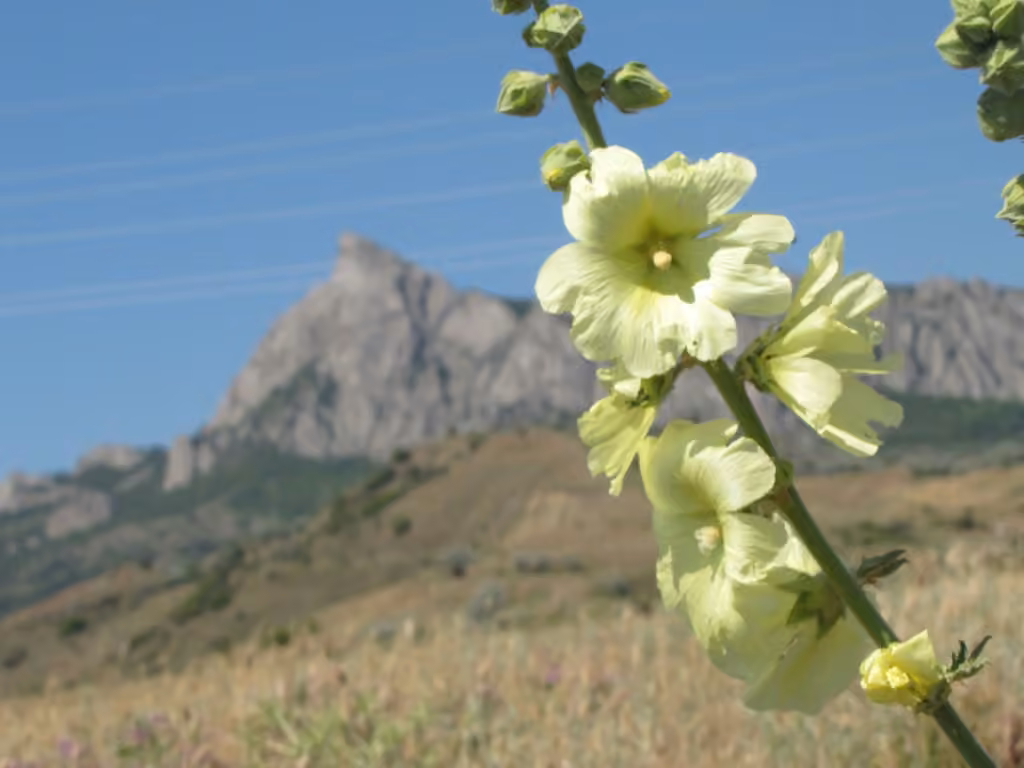 Russian hollyhock, photo 1 sur 5