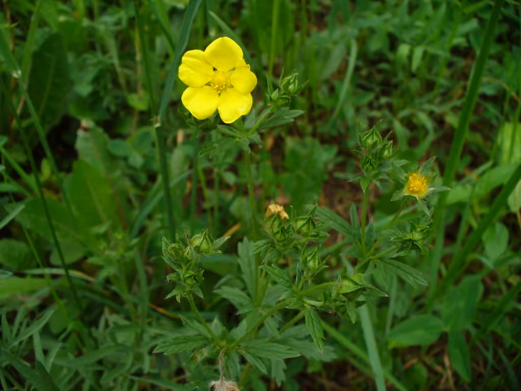 Potentille de Thuringe, En boutons