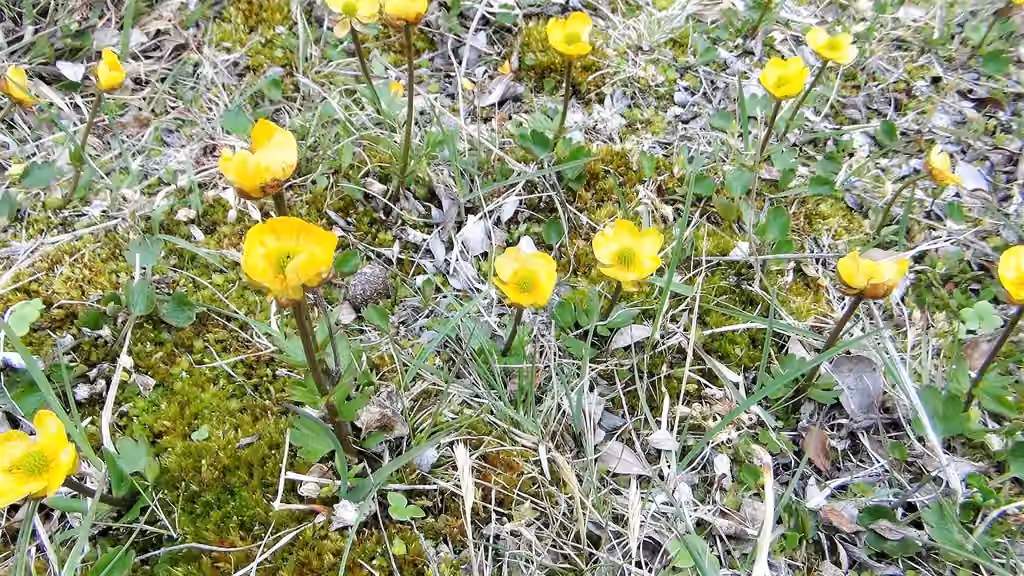 Sulphur buttercup, In flower