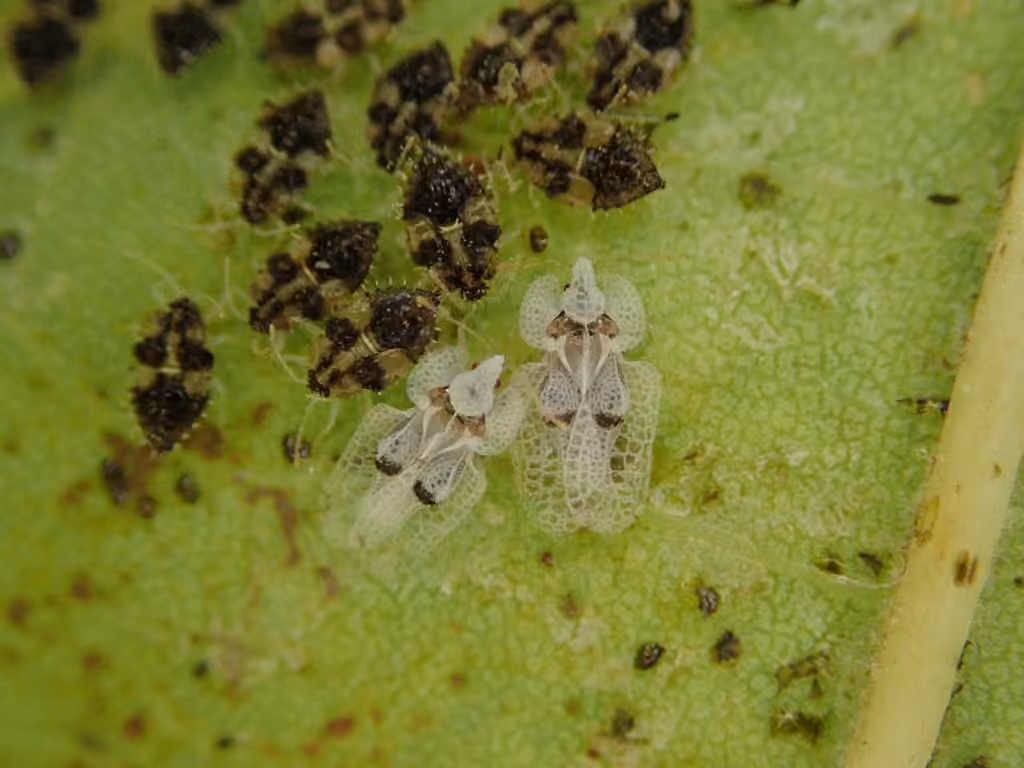 Punaise reticulée du platane, photo 2 sur 5