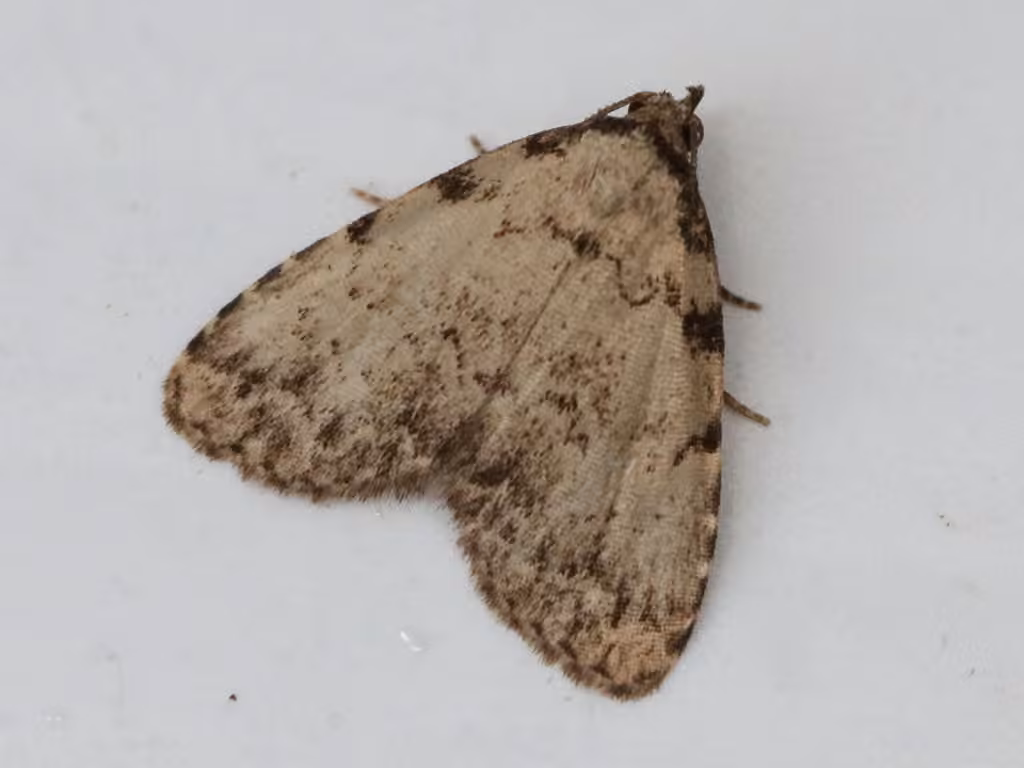 Spot-edged Dyspyralis Moth, Adult
