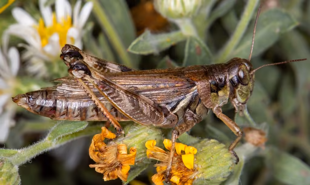 Bruner's Spur-throat Grasshopper, Female