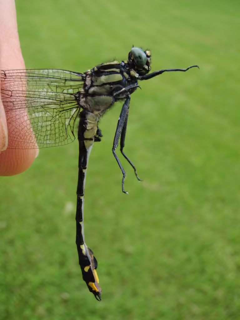 Cobra Clubtail, Male