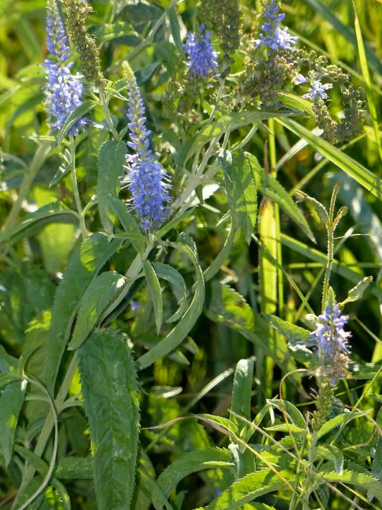 Véronique à longues feuilles, En fruits