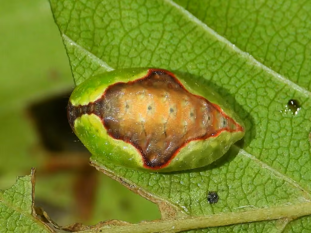 Early Button Slug Moth, Chenille