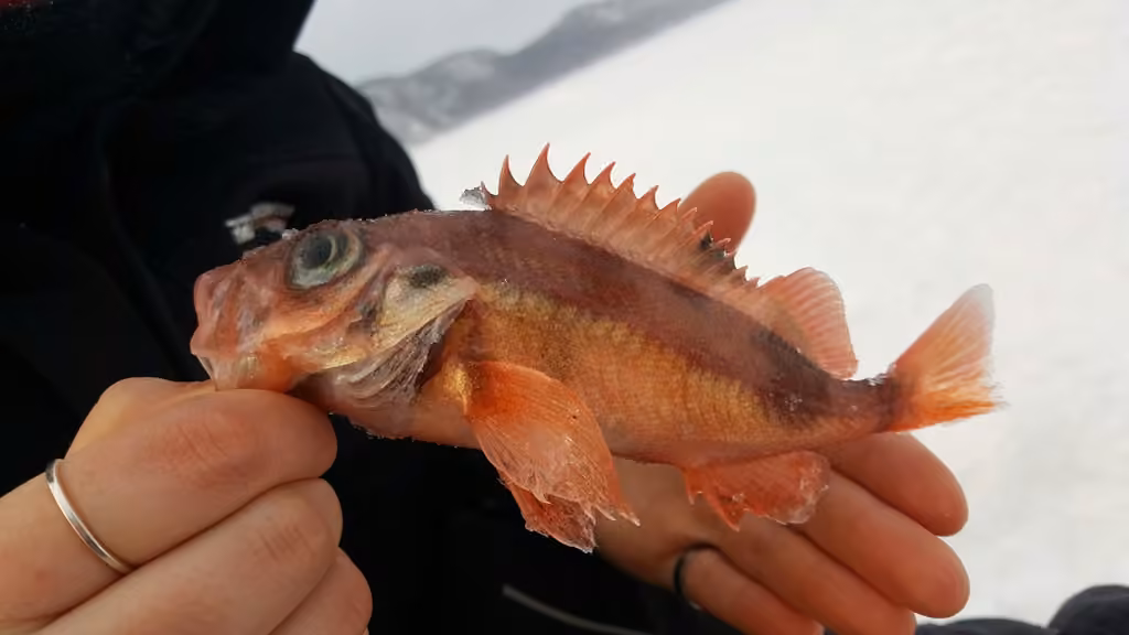 Deepwater Redfish, photo 3 of 5