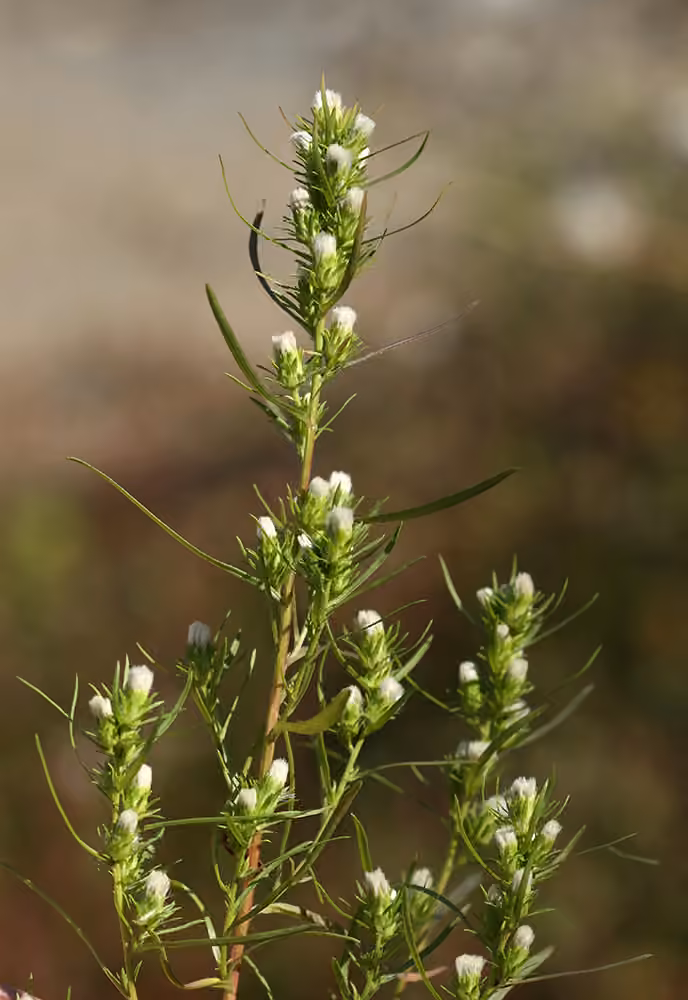 Rayless alkali aster, In flower