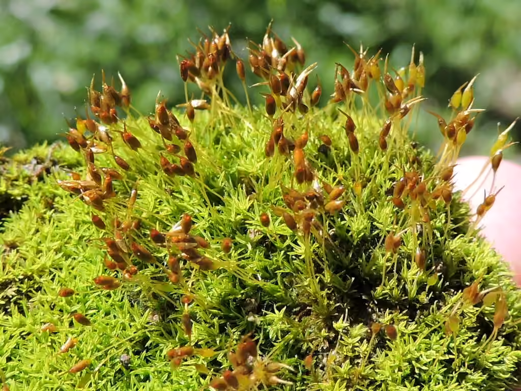 Controverial weissia moss