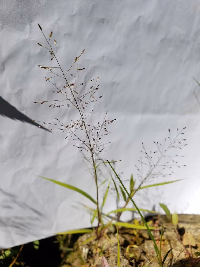 Frank's lovegrass, In fruit