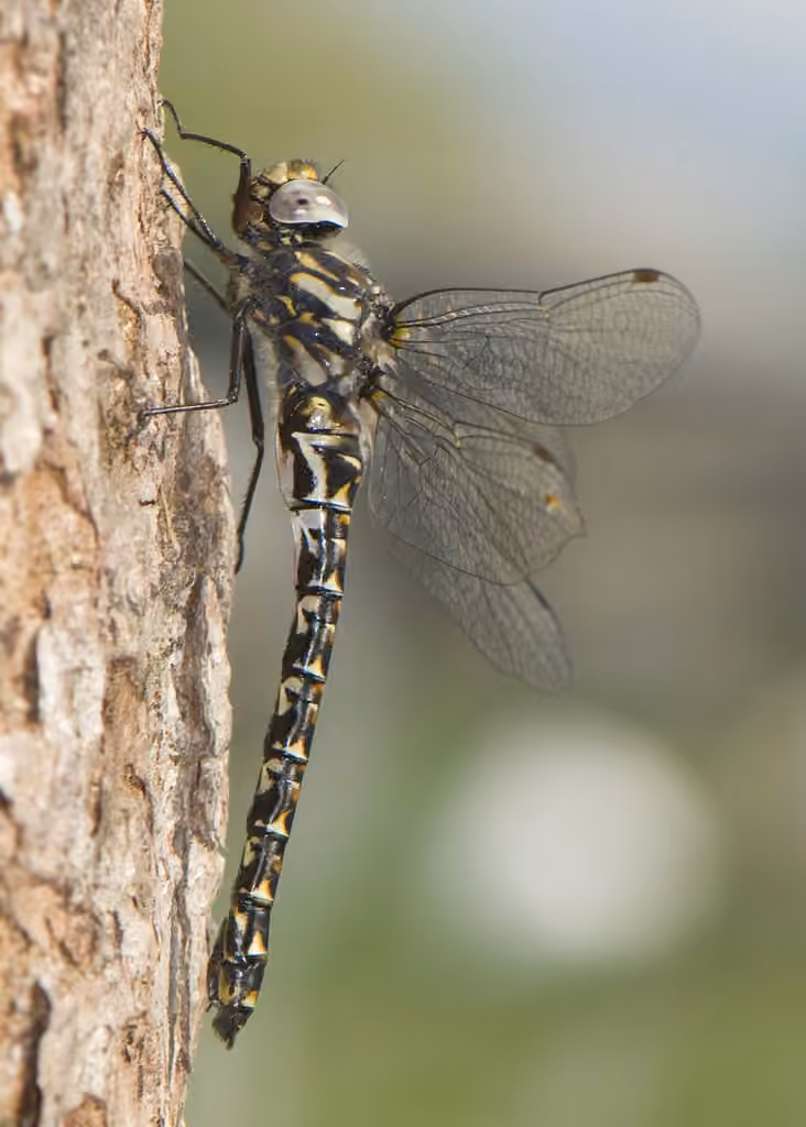 Harlequin Darner, photo 1 of 5