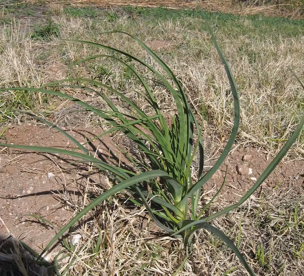 Broadleaf wild leek, photo 3 of 5
