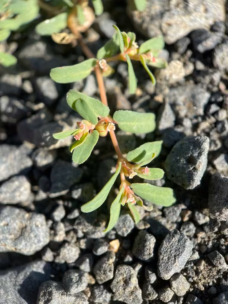 Ribseed sandmat, In fruit