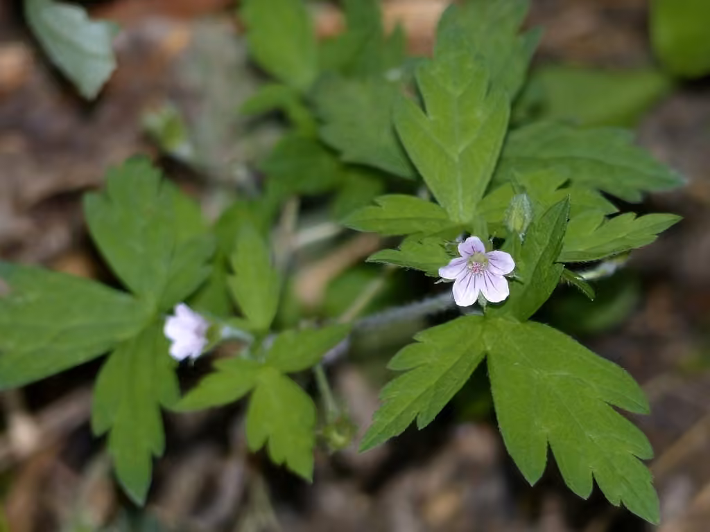 Géranium de Sibérie