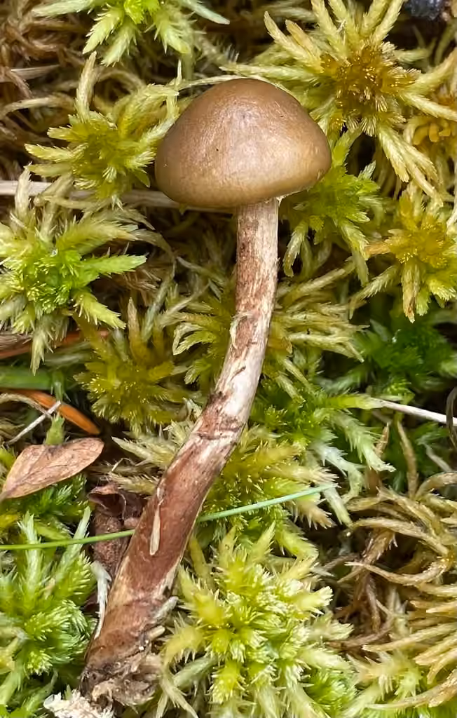 Hypholome myosotis, photo 3 sur 5