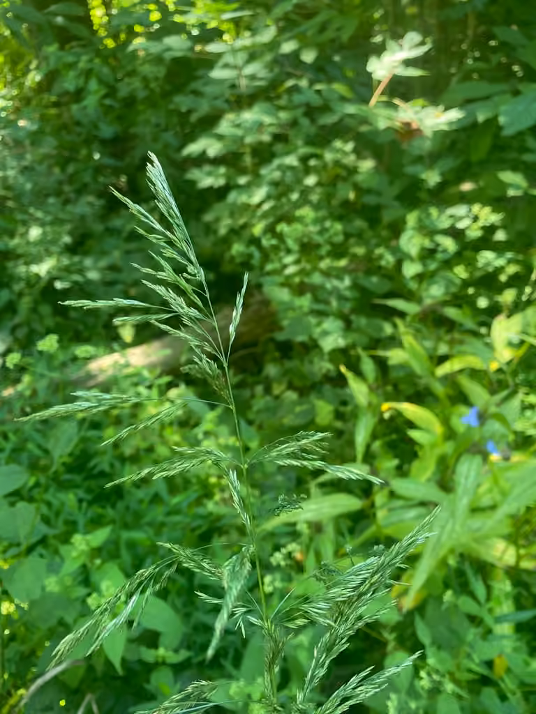 Stout wood reed-grass, In flower