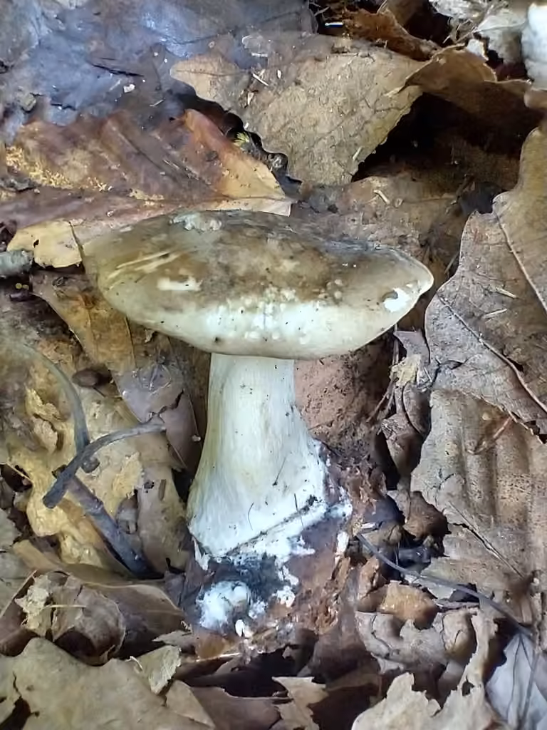 Clitocybe subclavipes, photo 2 sur 5