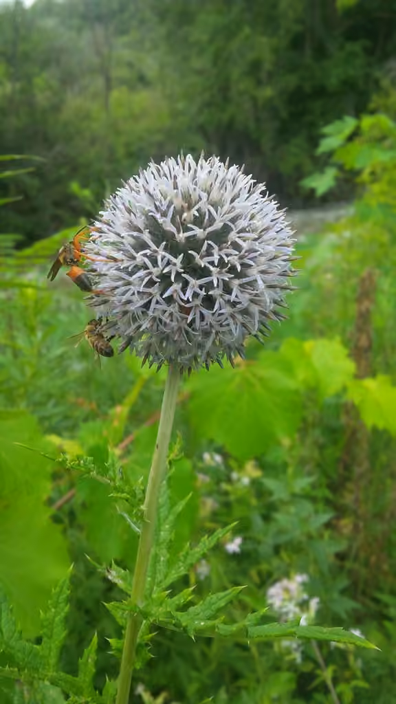 Tall globethistle, In flower