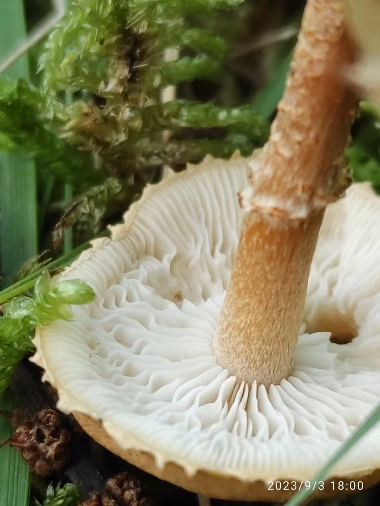 Cystoderme furfuracé, photo 2 sur 5