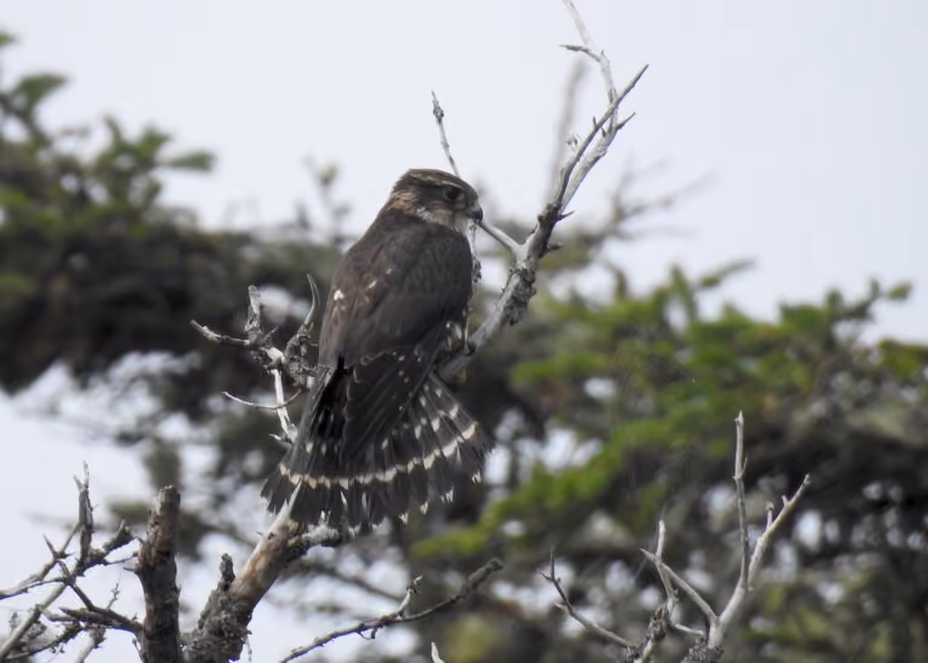Merlin, Male