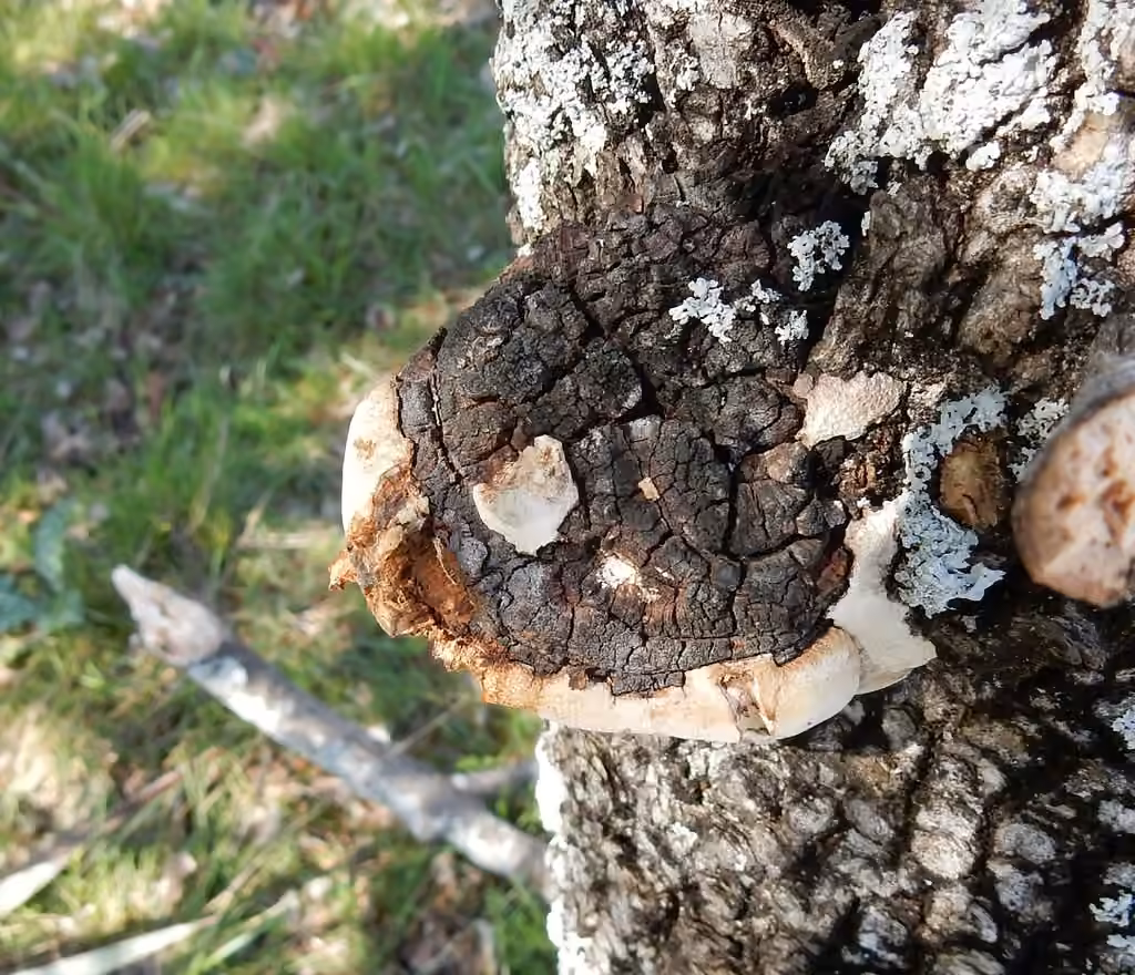 Perenniporia fraxinophila