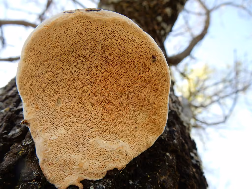 Perenniporia fraxinophila, photo 2 sur 5
