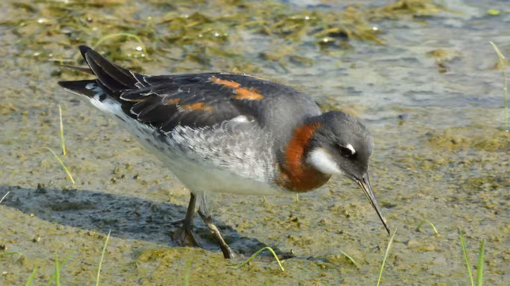Red-necked Phalarope, Female