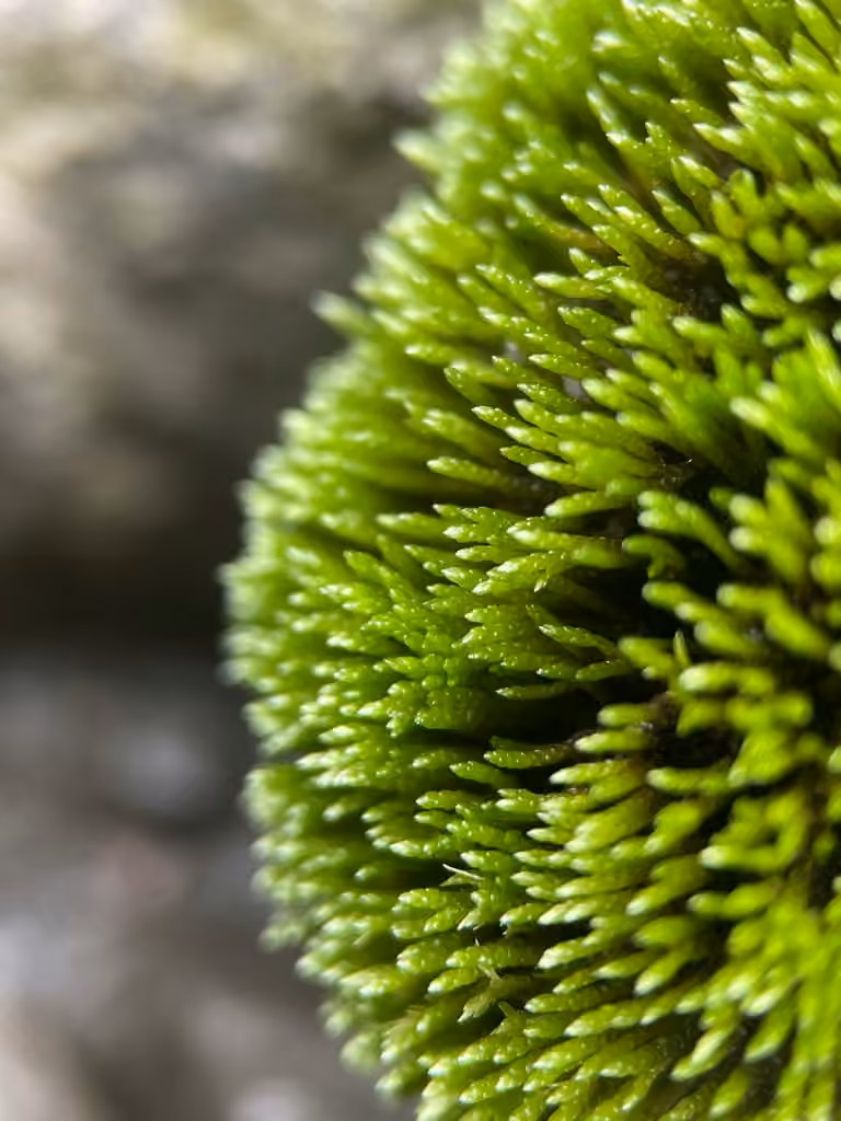 Bryum ficelle, photo 1 sur 5