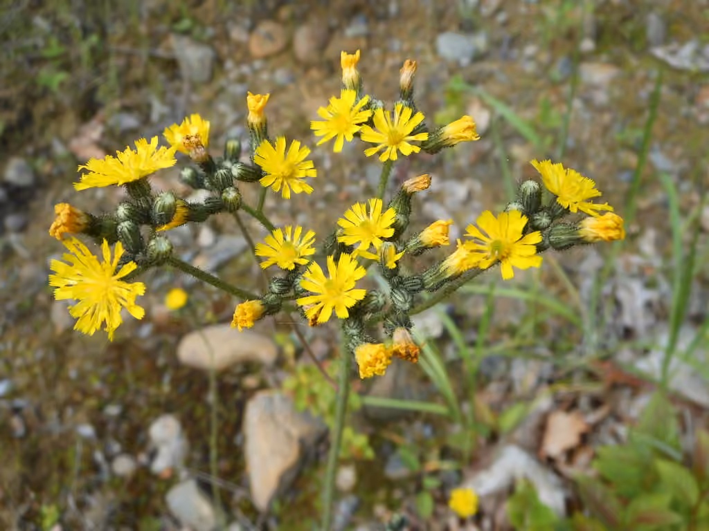 Flowery hawkweed