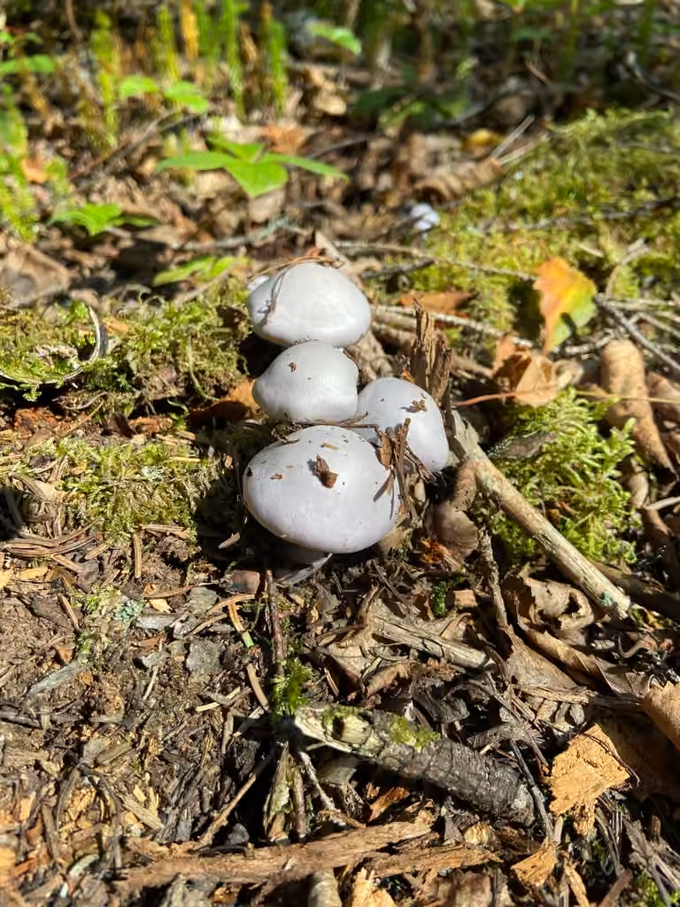 Cortinaire blanc-violet, photo 2 sur 5