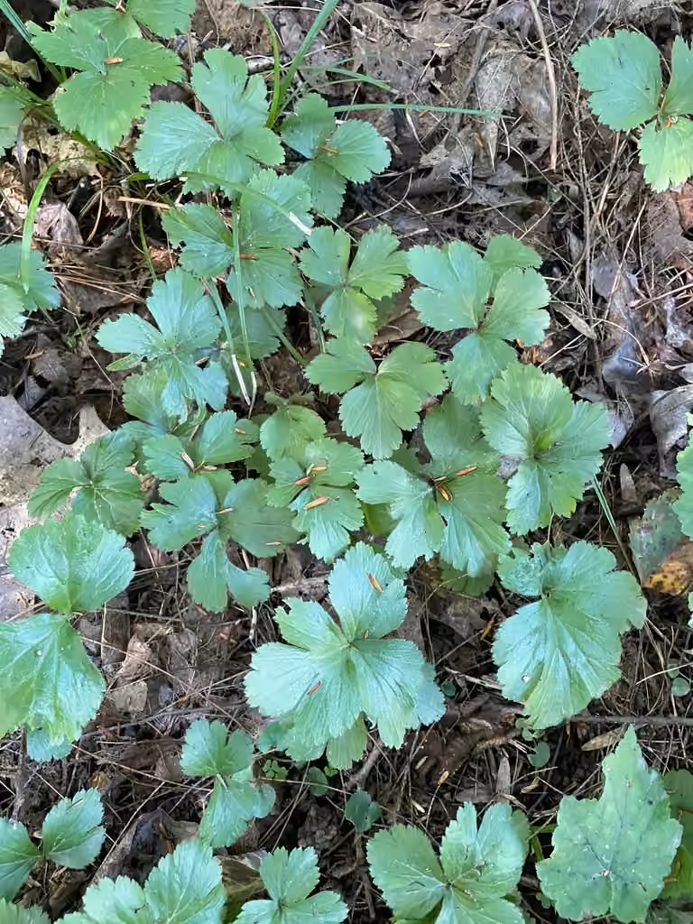 Waldsteinia à trois feuilles, Sans fleurs ni fruits