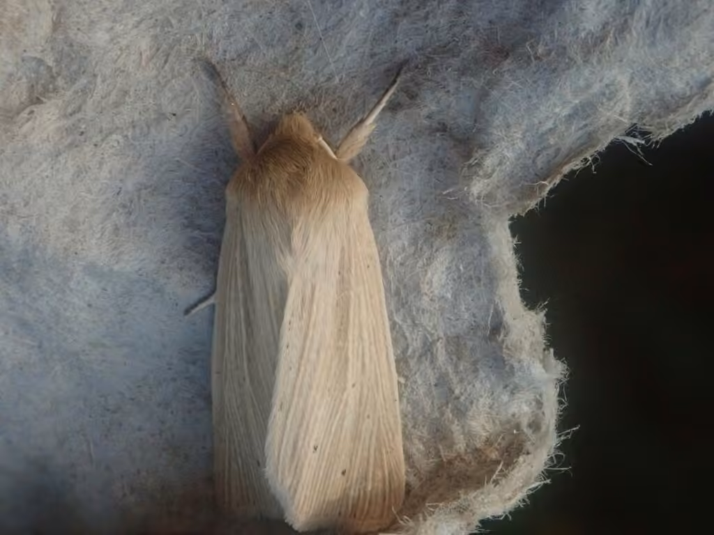 Lesser Wainscot, Adult