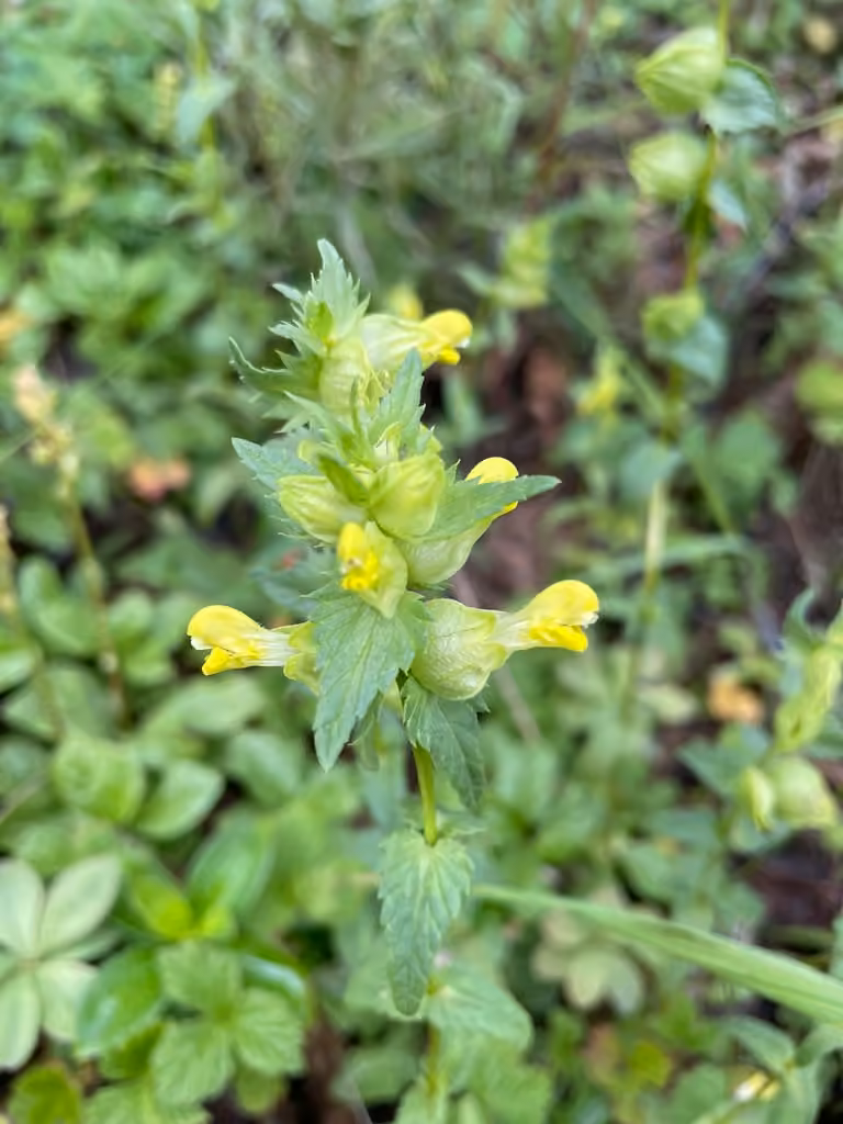 Little yellow rattle, In flower