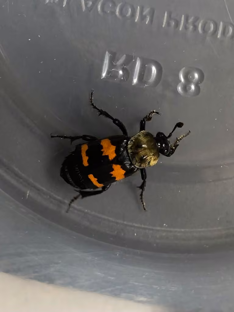 Nécrophore au thorax tomenteux, photo 2 sur 5