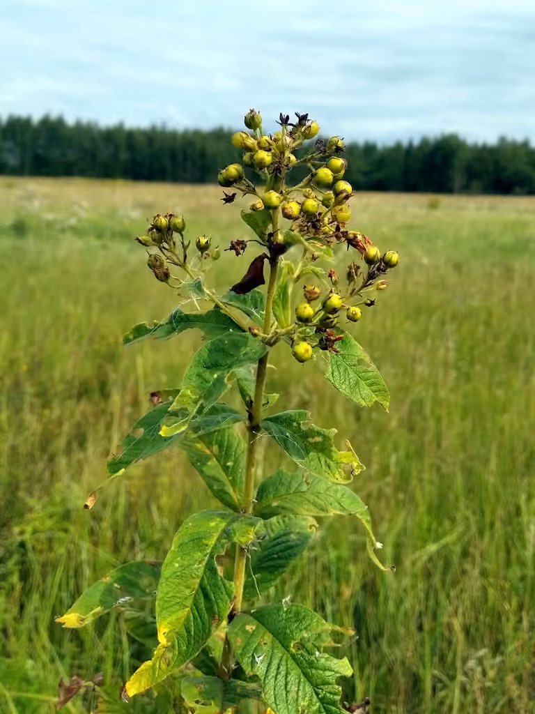Garden yellow loosestrife, In fruit