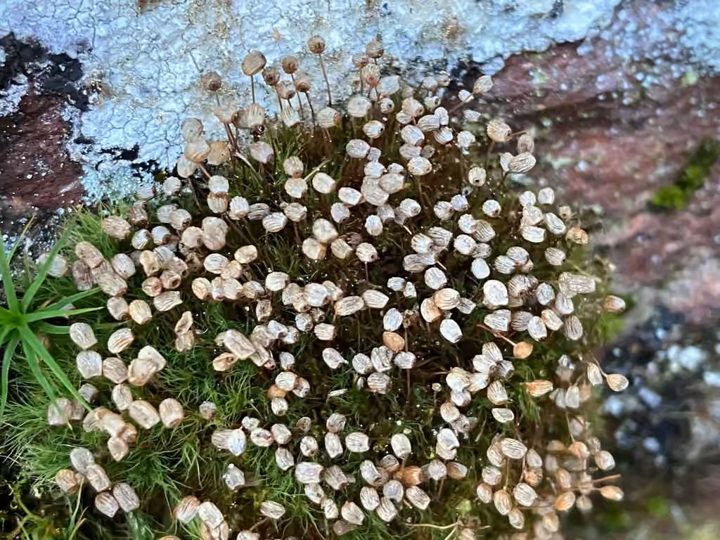 Straight-leaved Apple-moss, photo 2 of 5