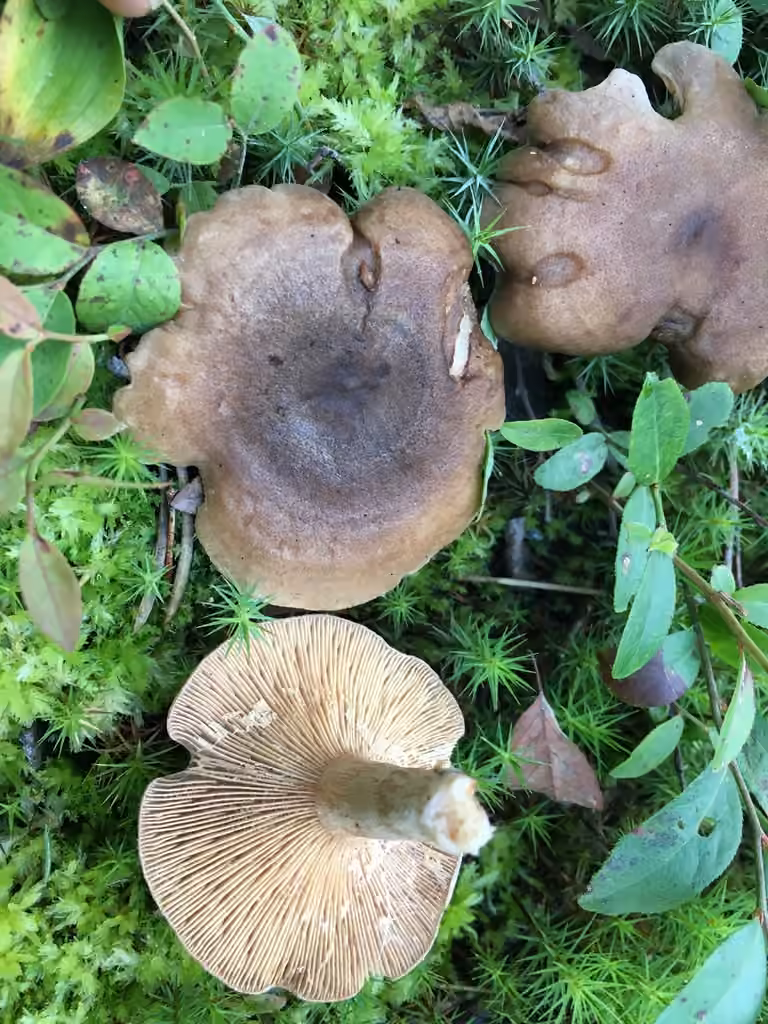 Lactarius hibbardiae, photo 2 of 5