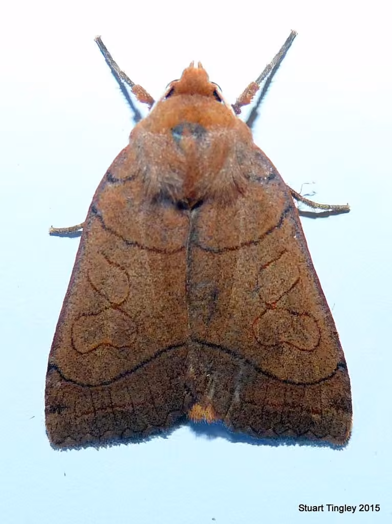 Unsated Sallow, photo 2 sur 5