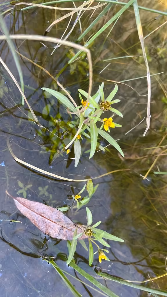 Estuary beggarticks, photo 3 of 5